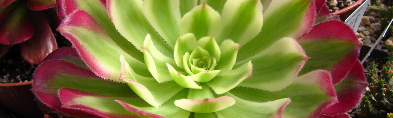 Aeonium